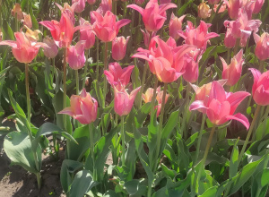 Sprawozdanie z wycieczki do Ogrodu Botanicznego