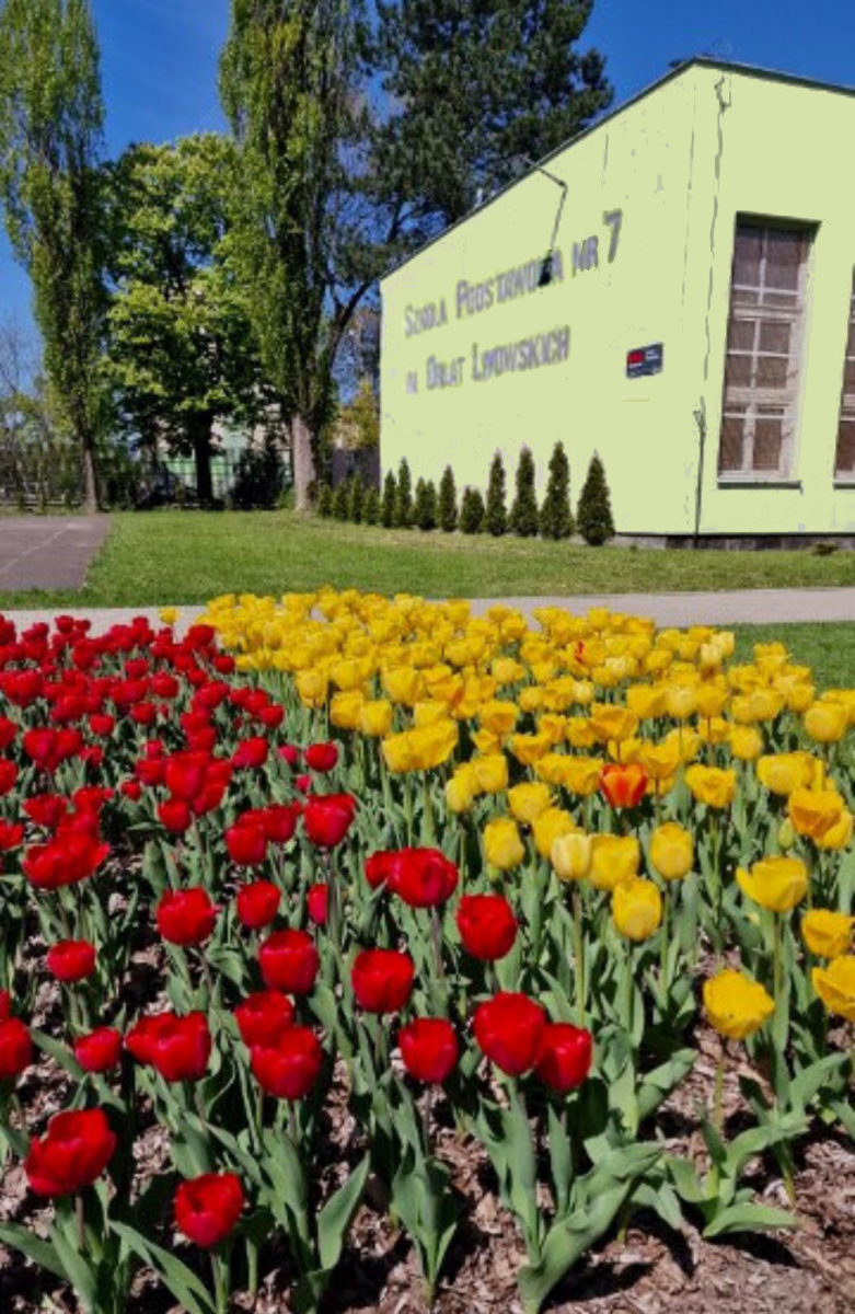 Tulipany na boisku szkolnym
