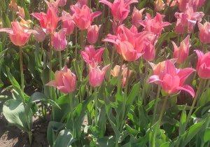 Różowe tulipany
