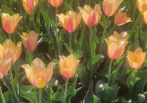 Żółte tulipany