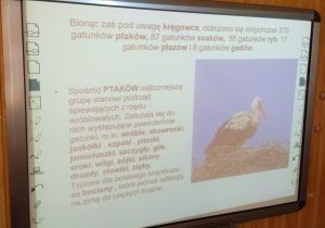 Slajd prezentacji o bocianie