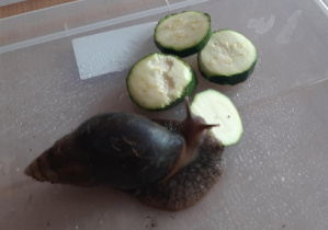 Ślimak je cukinię