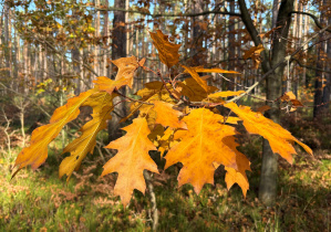 Gałęzie z liśćmi
