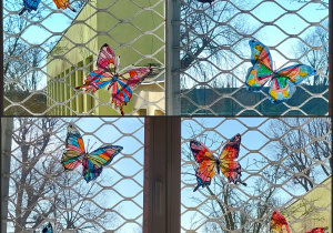 Motyle w oknie