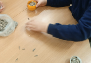 Uczeń wsypuje ziarna słonecznika do pojemnika